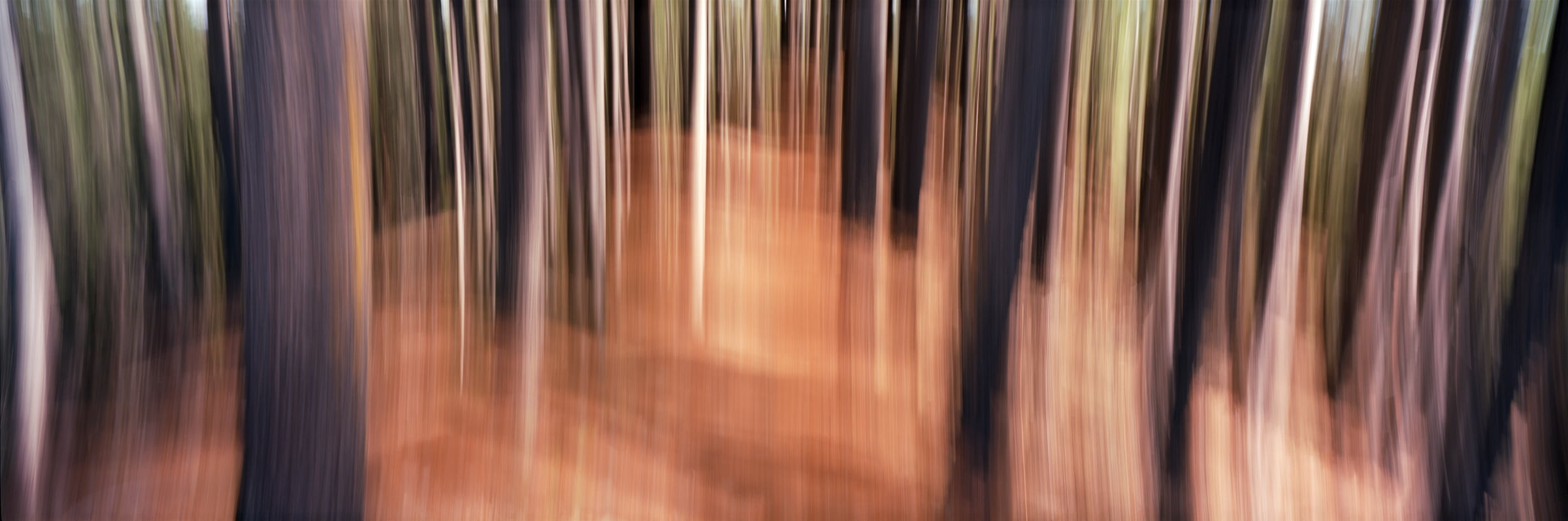 334 megapixels! A very high resolution, large-format VAST photo print of an abstract nature scene in a forest; fine art photograph created by Scott Dimond in Kimberley, British Columbia, Canada.
