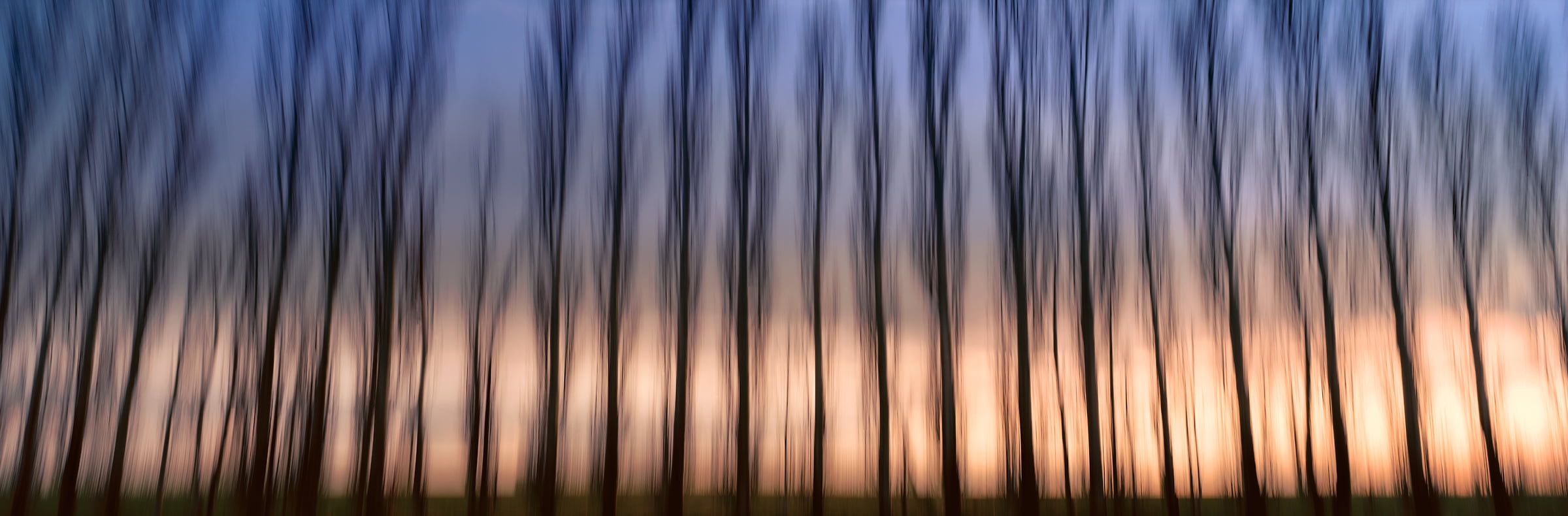 326 megapixels! A very high resolution, large-format, abstract photograph of trees; fine art photograph created by Scott Dimond in Wheatland County, Alberta, Canada.
