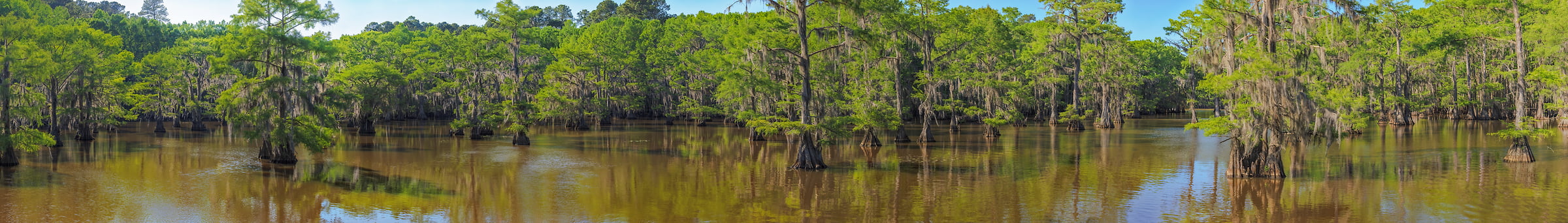4,510 megapixels! A very high resolution, large-format VAST photo print of a swamp; panorama photograph created by John Freeman in Caddo Lake State Park, Karnack, Texas.