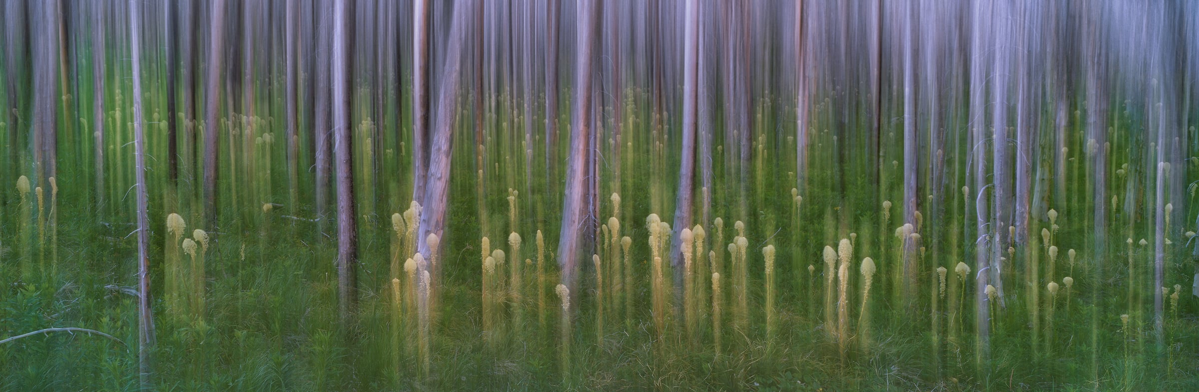 328 megapixels! A very high resolution, large-format VAST photo print of a dreamy abstract forest scene; fine art photograph created by Scott Dimond in Waterton National Park, Alberta, Canada.