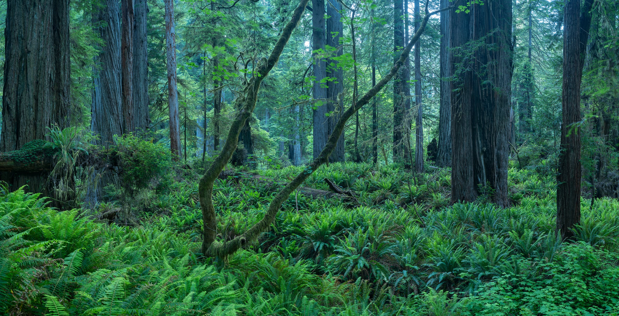 494 megapixels! A very high resolution, large-format VAST photo print of a lush redwood forest; nature photograph created by Greg Probst in Prairie Creek Redwoods State Park, California.