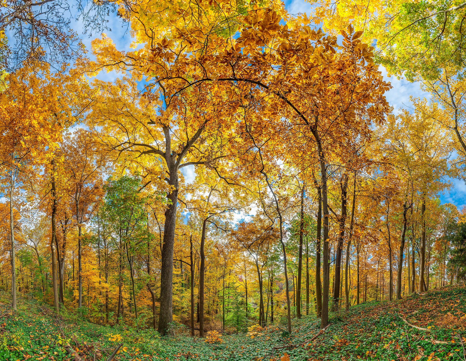 762 megapixels! A very high resolution, large-format VAST photo print of trees and fall foliage in a forest; autumn nature photograph created by Tim Lo Monaco in Arlington Forest Neighborhood, Arlington, Virginia.