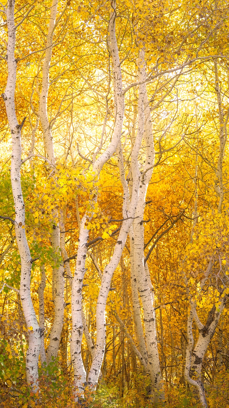 304 megapixels! A very high resolution, large-format VAST photo print of golden colored aspen trees in autumn; nature photograph created by Francesco Emanuele Carucci in Silver Lake, California.