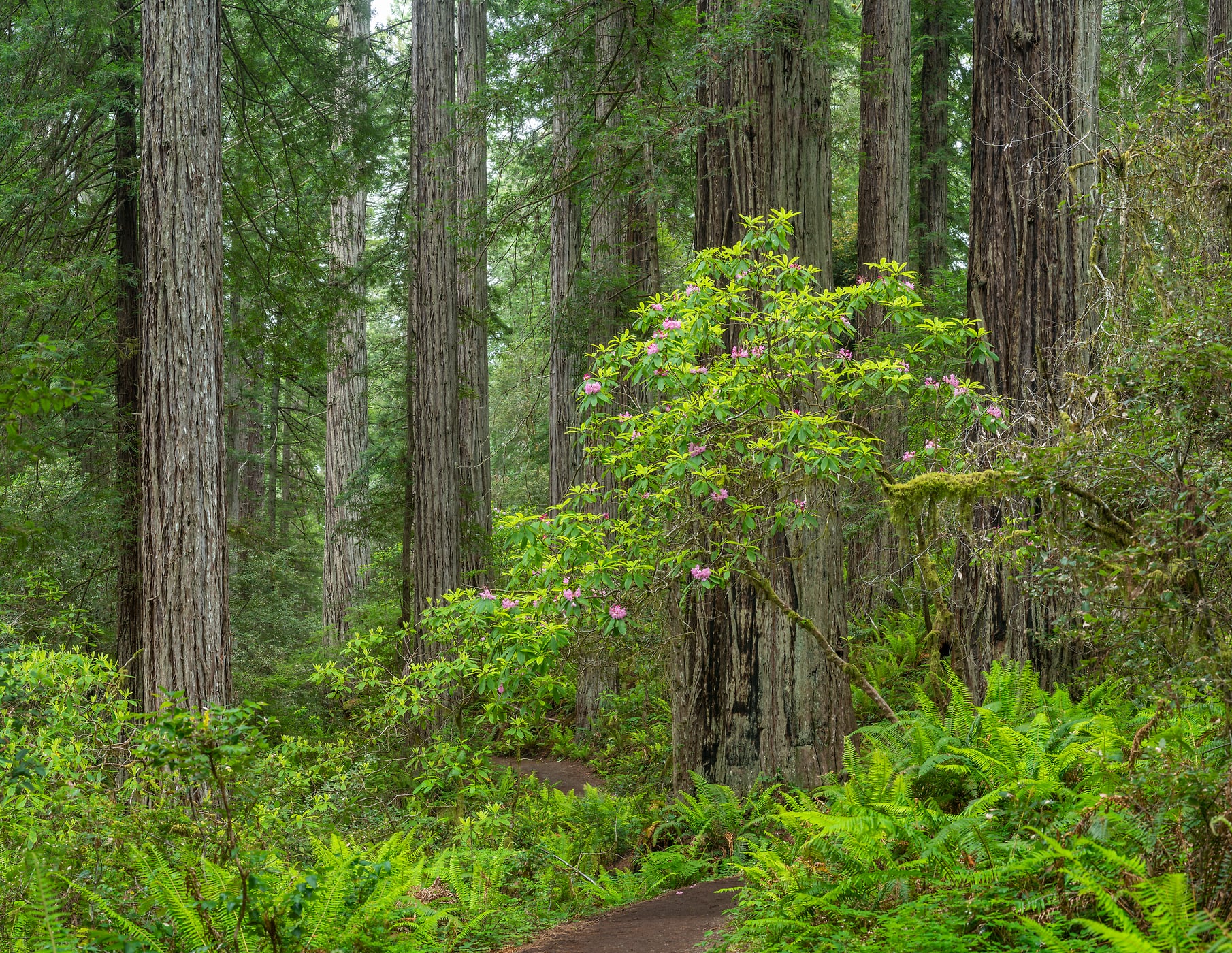 165 megapixels! A very high resolution, large-format VAST photo print of redwoods and rhododendrons along a hiking trail in a forest; nature photograph created by Greg Probst in Redwood National and State Parks, California.