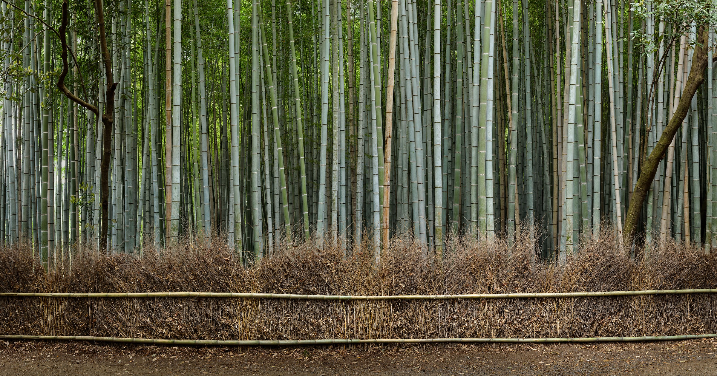 1,134 megapixels! A very high resolution VAST photo of a bamboo forest perfect for a wallpaper in a home or office; nature photograph created by Scott Dimond in Arashiyama Bamboo Grove, Ukyo Ward, Kyoto, Japan.