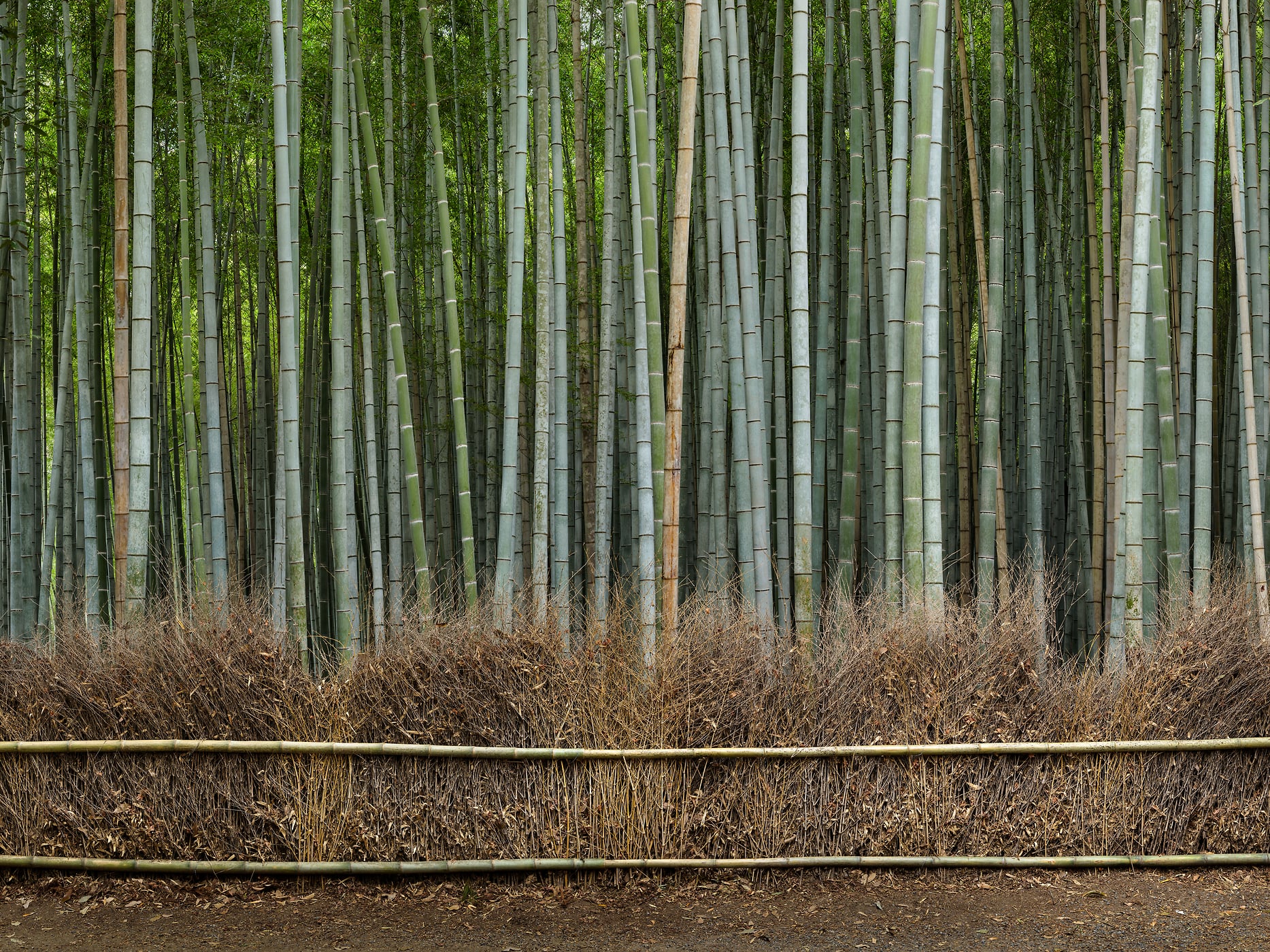 795 megapixels! A very high resolution, large-format VAST photo art print of a bamboo forest; nature photograph created by Scott Dimond in the Arashiyama Bamboo Grove in Ukyo Ward, Kyoto, Japan.