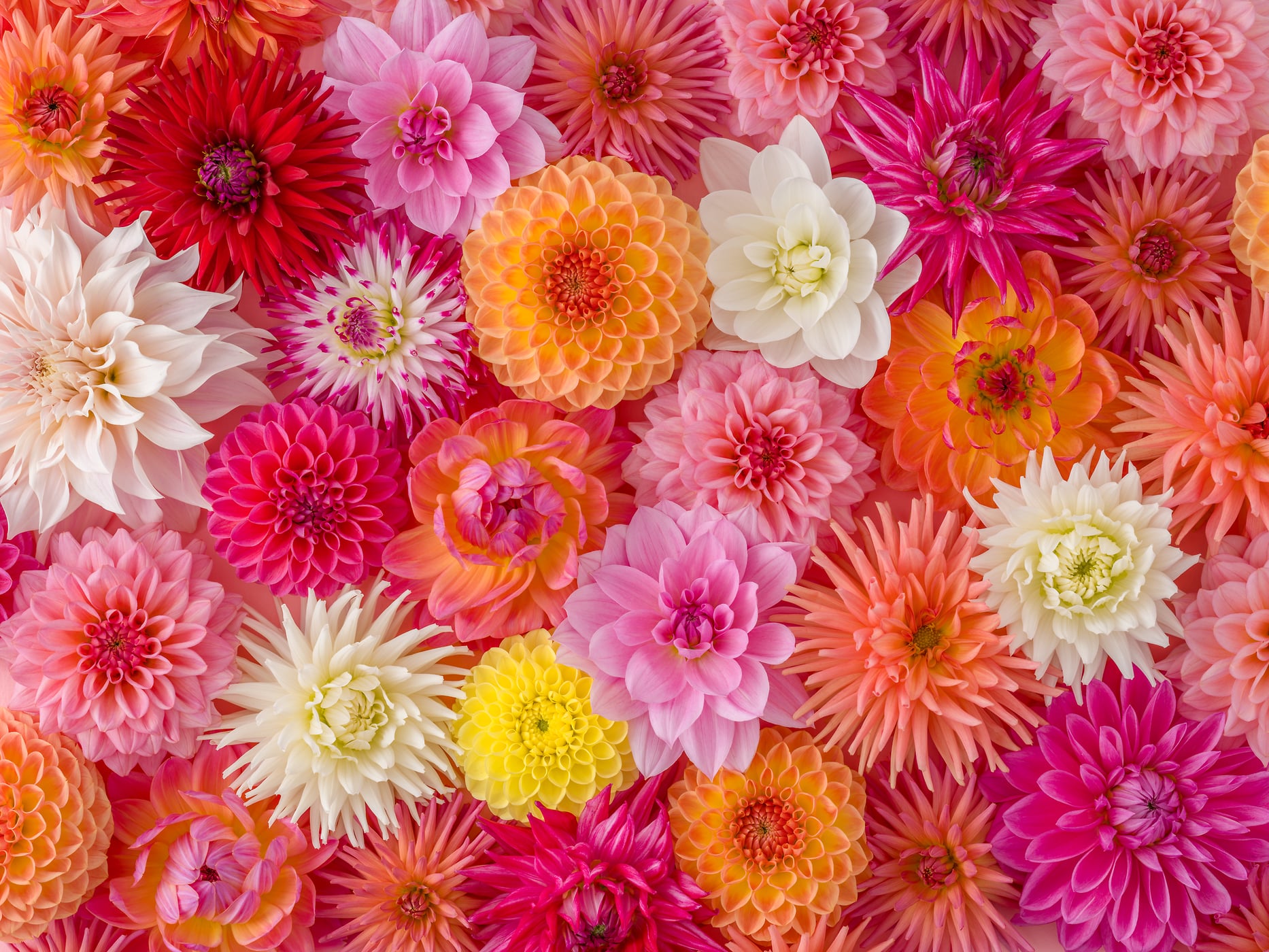 407 megapixels! A very high resolution, wall mural photo of flowers; photograph created by Assaf Frank.