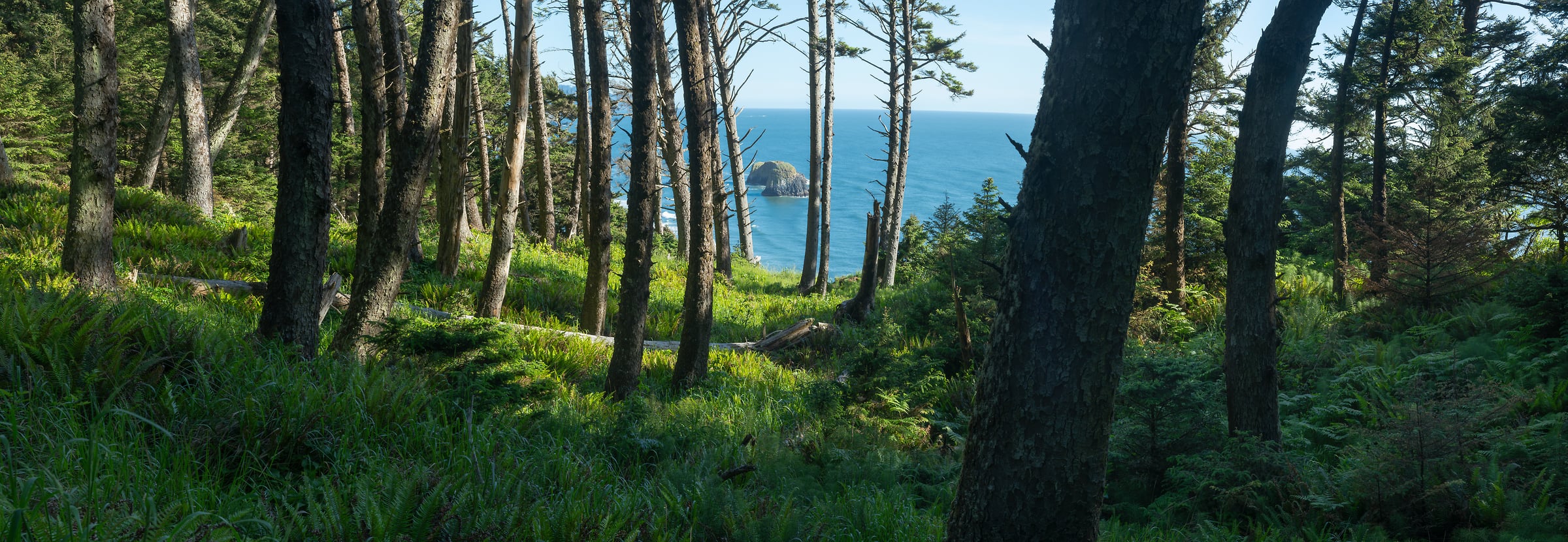 277 megapixels! A very high resolution, large-format VAST photo print of woods and the Oregon coastline in Ecola State Park; photograph created by Greg Probst.