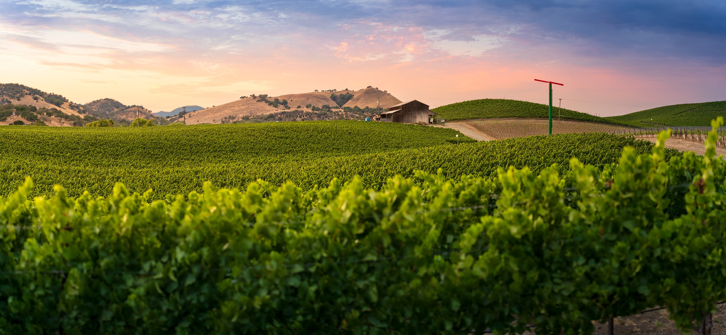 205 megapixels! A very high resolution, large-format VAST photo print of a vineyard in Napa at sunset; landscape photograph created by Jeff Lewis in Napa, California.