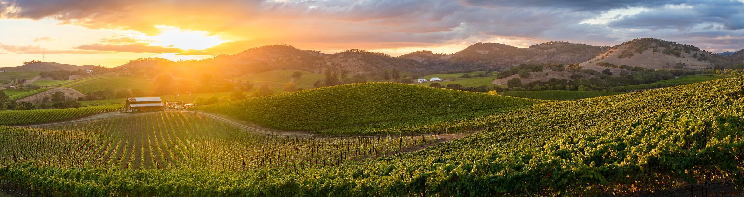 334 megapixels! A very high resolution, large-format VAST photo print of a Napa vineyard at sunset; landscape photograph created by Jeff Lewis in Napa, California.