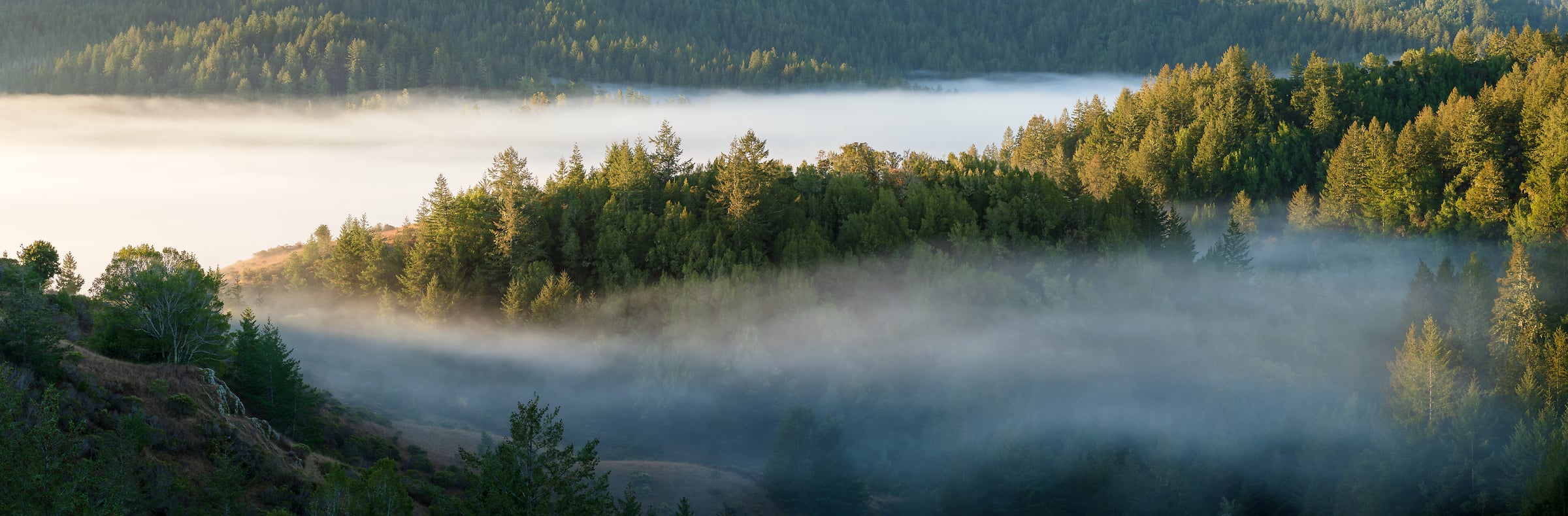 198 megapixels! A very high resolution, large-format VAST photo print of fog and a forest on hills; landscape photograph created by Jeff Lewis in Forest Knolls, California.