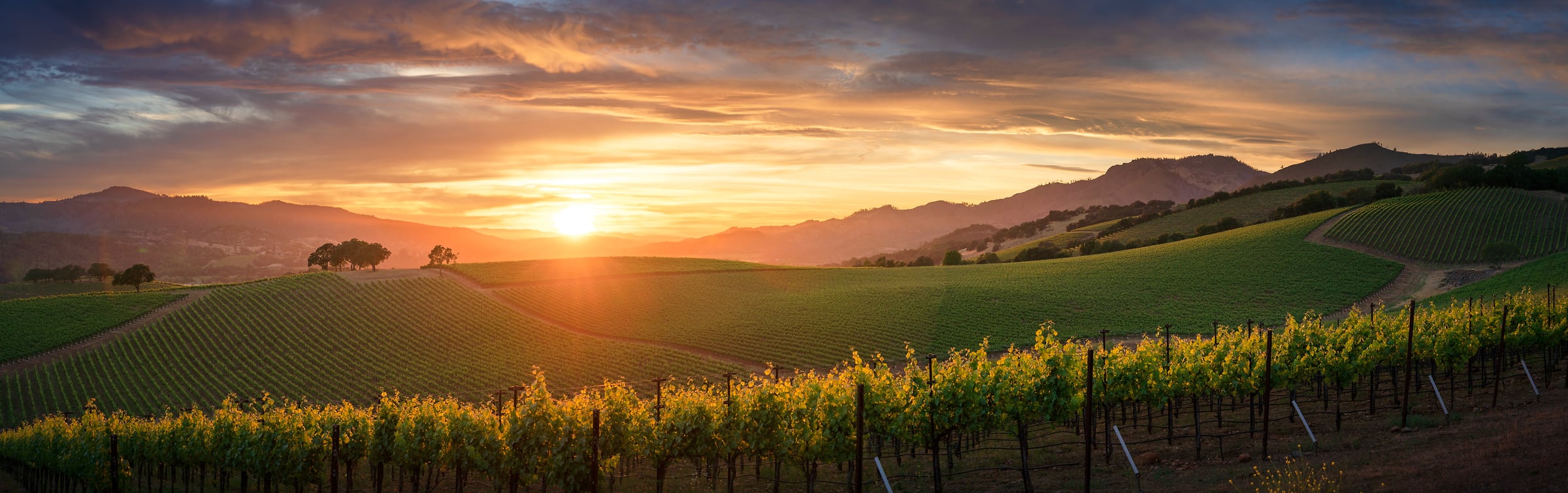 127 megapixels! A very high resolution, large-format VAST photo print of a vineyard in Sonoma, California at sunset; landscape photograph created by Jeff Lewis.