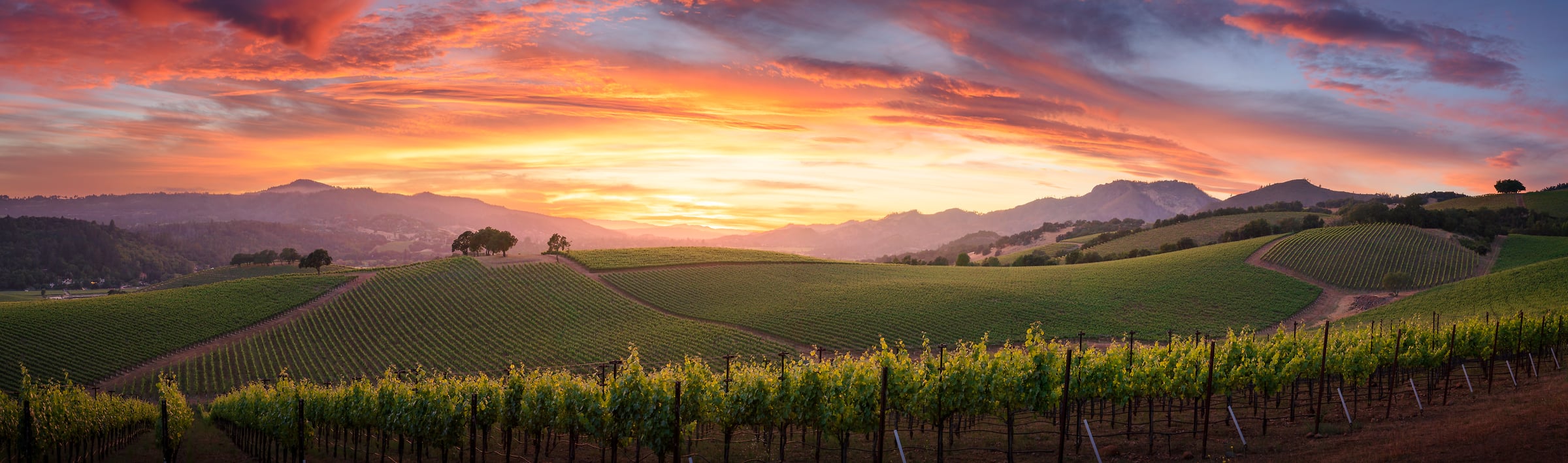 159 megapixels! A very high resolution, large-format VAST photo print of a beautiful vineyard at sunset; landscape photograph created by Jeff Lewis in Sonoma, California.