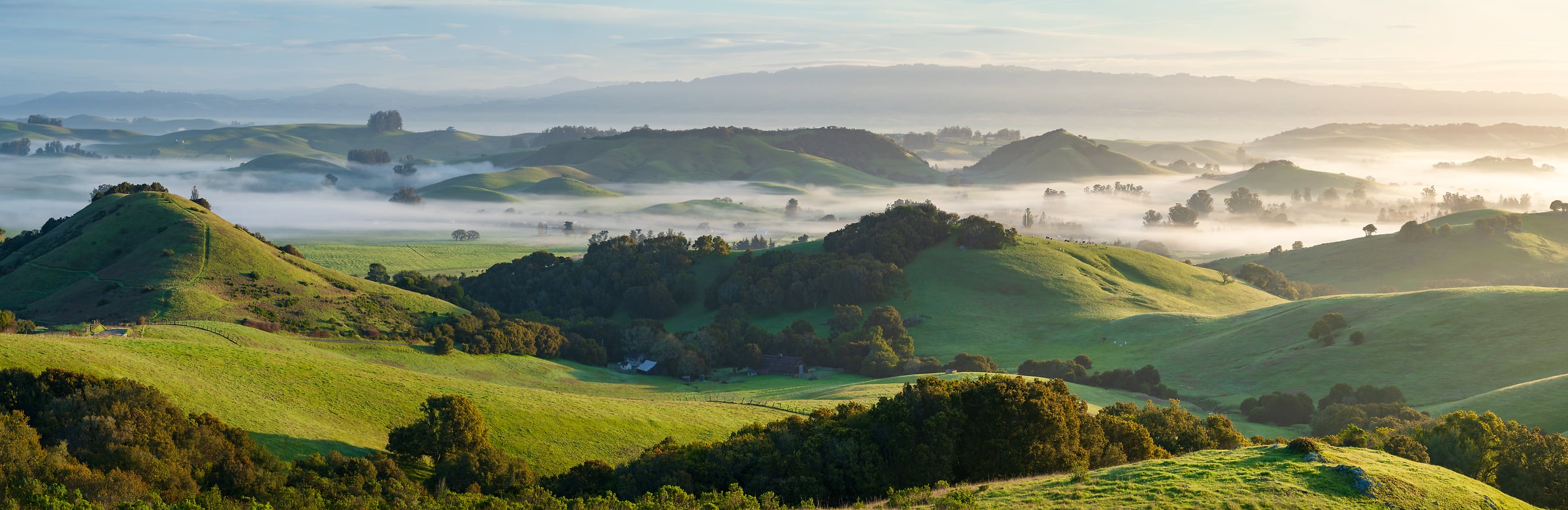 349 megapixels! A very high resolution, large-format VAST photo print of beautiful rolling green hills of grass with a few trees and fog in the valleys of the hills; landscape photograph of spring created by Jeff Lewis in Marin and Sonoma County, California.