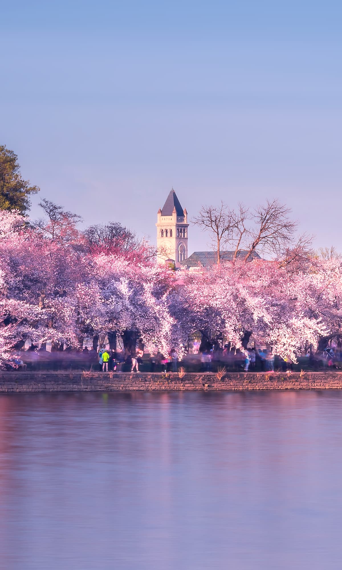 Washington Capitals - Our Cherry Blossom Auction is LIVE! Bid on