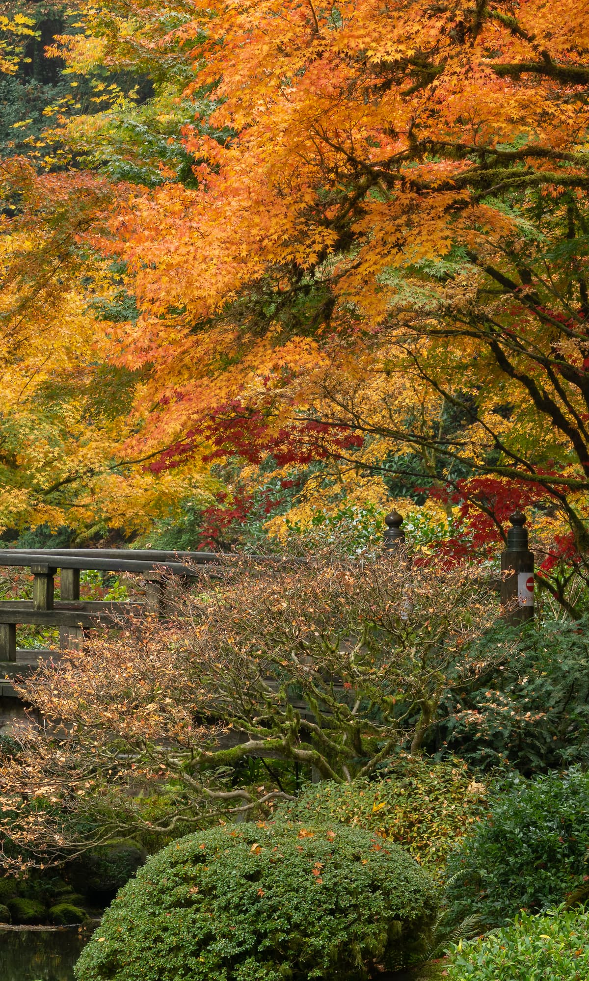 Photos of autumn foliage in gardens - VAST