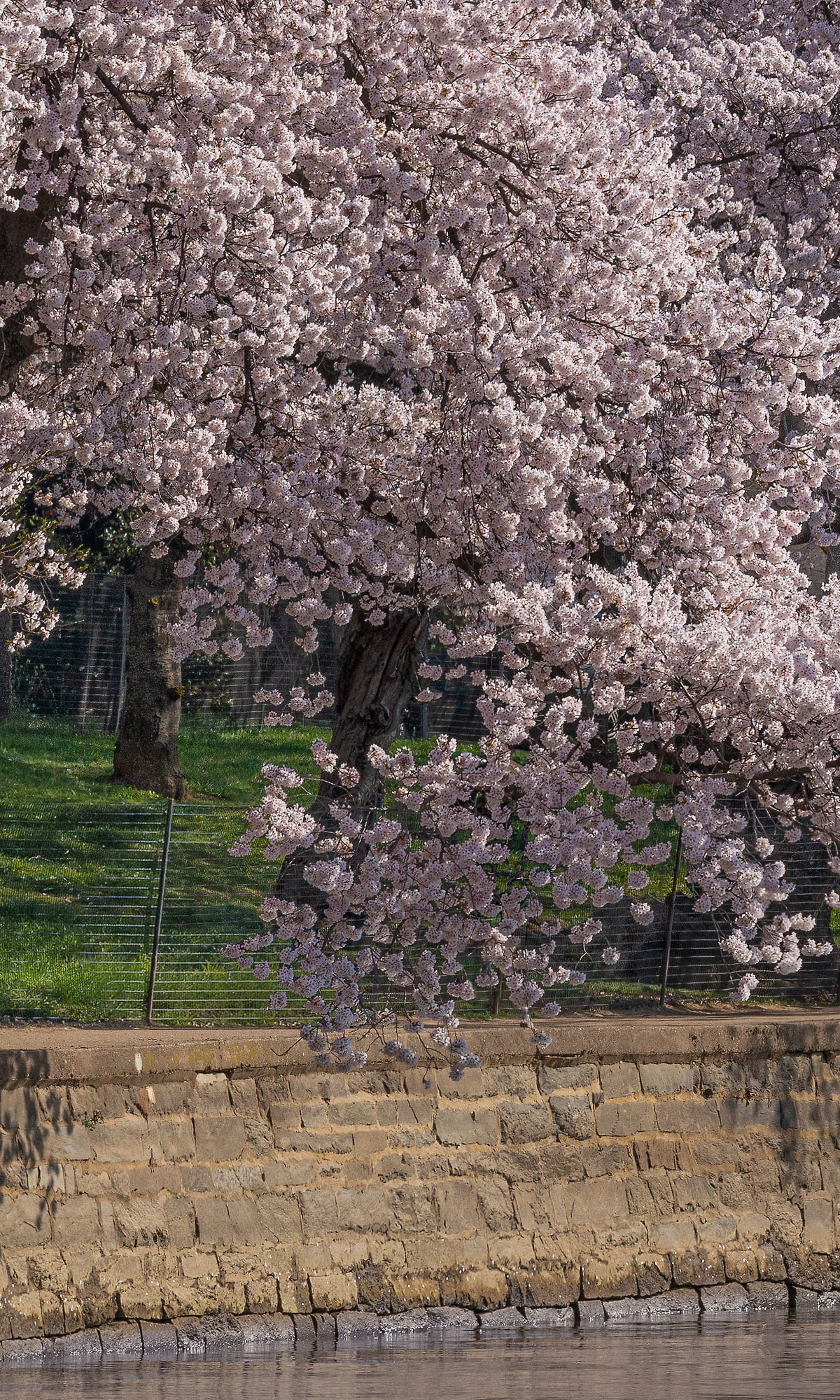 Photos: Get ready for Washington's cherry blossoms