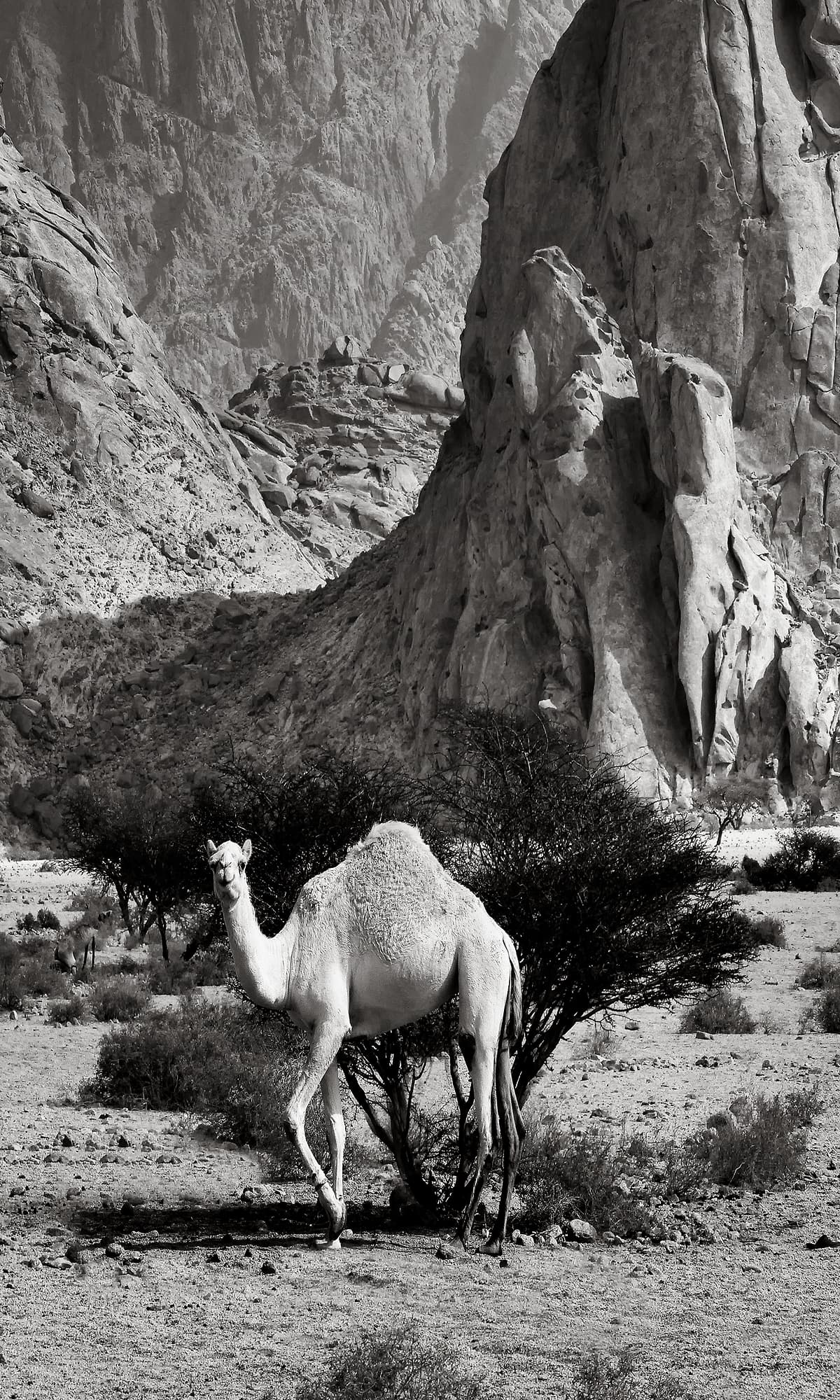 Black saudi clearance camel