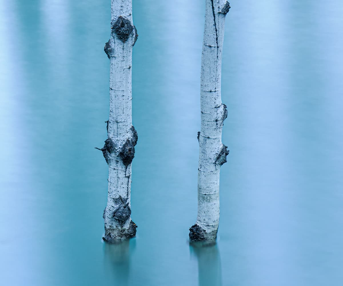 487 megapixels! A very high resolution, fine art photo print of a blue nature scene with aspen tree trunks partially submerged underwater in a serene lake; nature photograph created by Scott Dimond in Banff National Park, Alberta, Canada.
