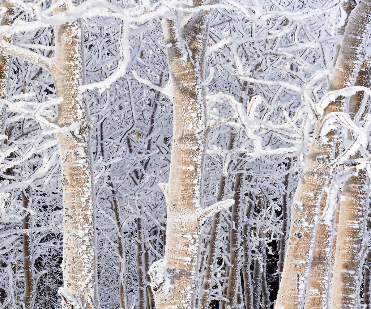 404 megapixels! A very high resolution, large-format VAST photo print of a grove of frosty trees that are snow-covered in winter; nature photograph created by Scott Dimond in Banff National Park, Alberta, Canada.
