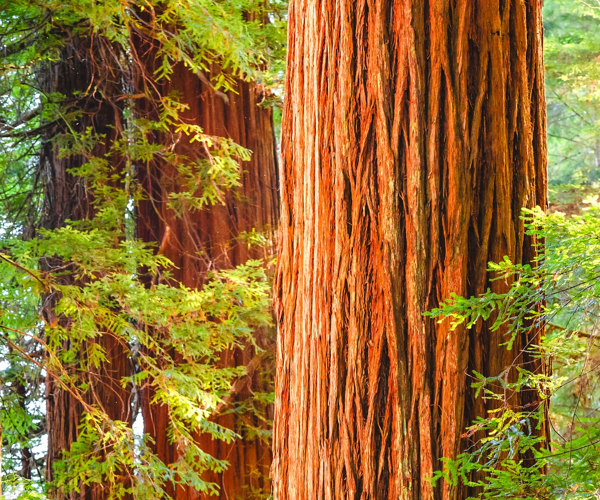 326 megapixels! A very high resolution, large-format VAST photo print of a grove of giant redwood trees illuminated by the sun; idyllic nature photograph created by Justin Katz in Jedediah Smith Redwoods State Park, California.