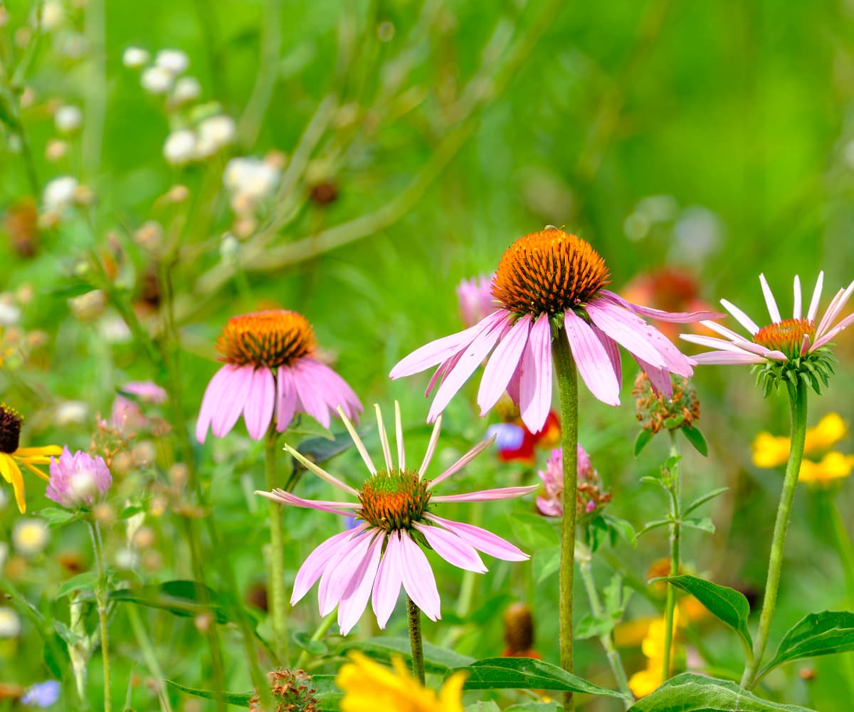 260 megapixels! A very high resolution, large-format VAST photo print of a field of wildflowers during the day; nature photograph created by Jerred Zegelis in Lake Waconia, Minnesota.