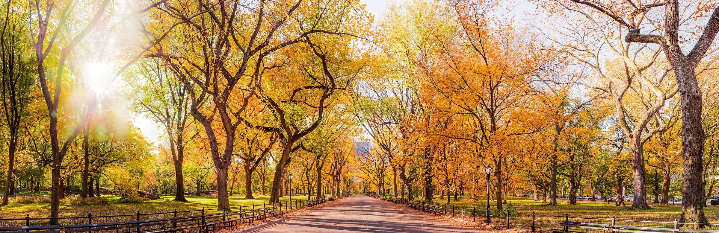 4,103 megapixels! A very high definition VAST photo of autumn trees on the Mall in Central Park in New York City at sunrise; created by Dan Piech.