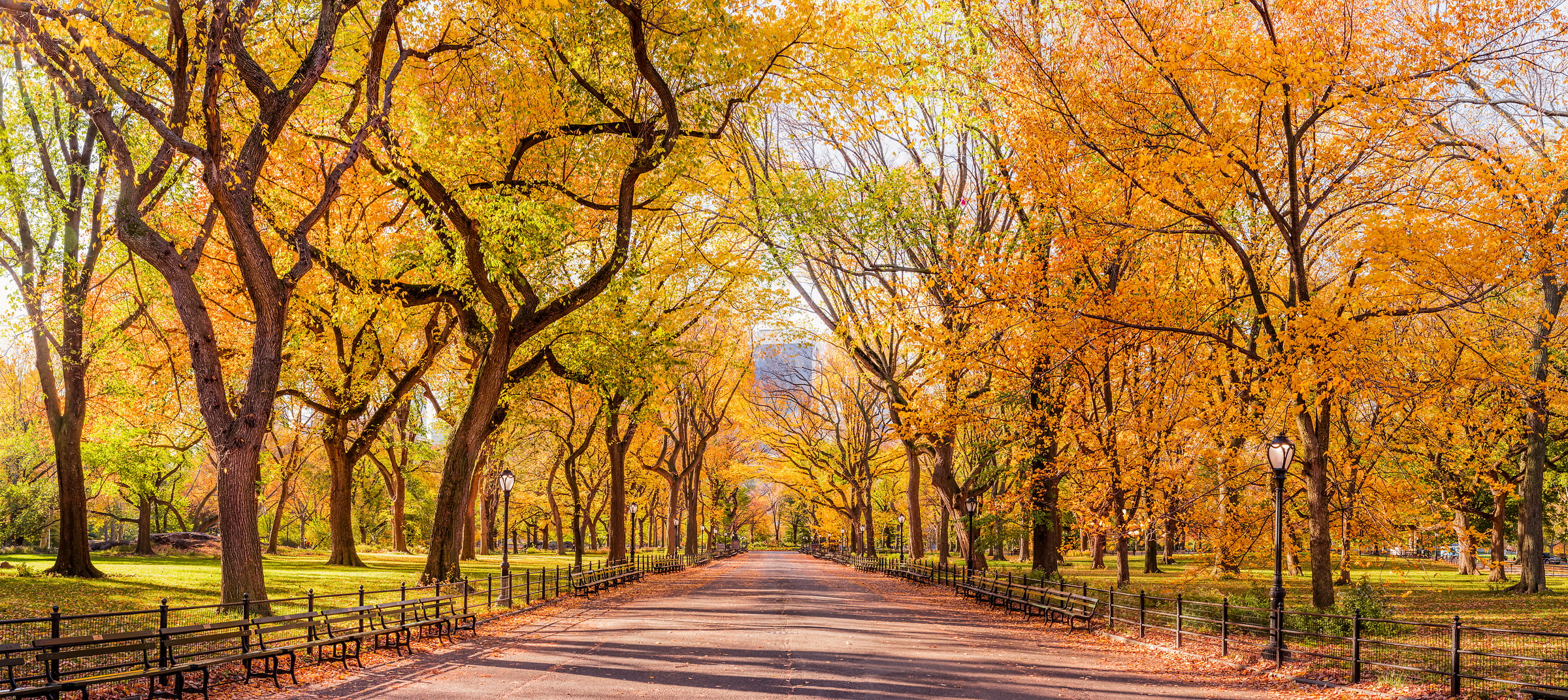 1,754 megapixels! A very high definition VAST photo of autumn trees on the Mall in Central Park in New York City at sunrise; created by Dan Piech.