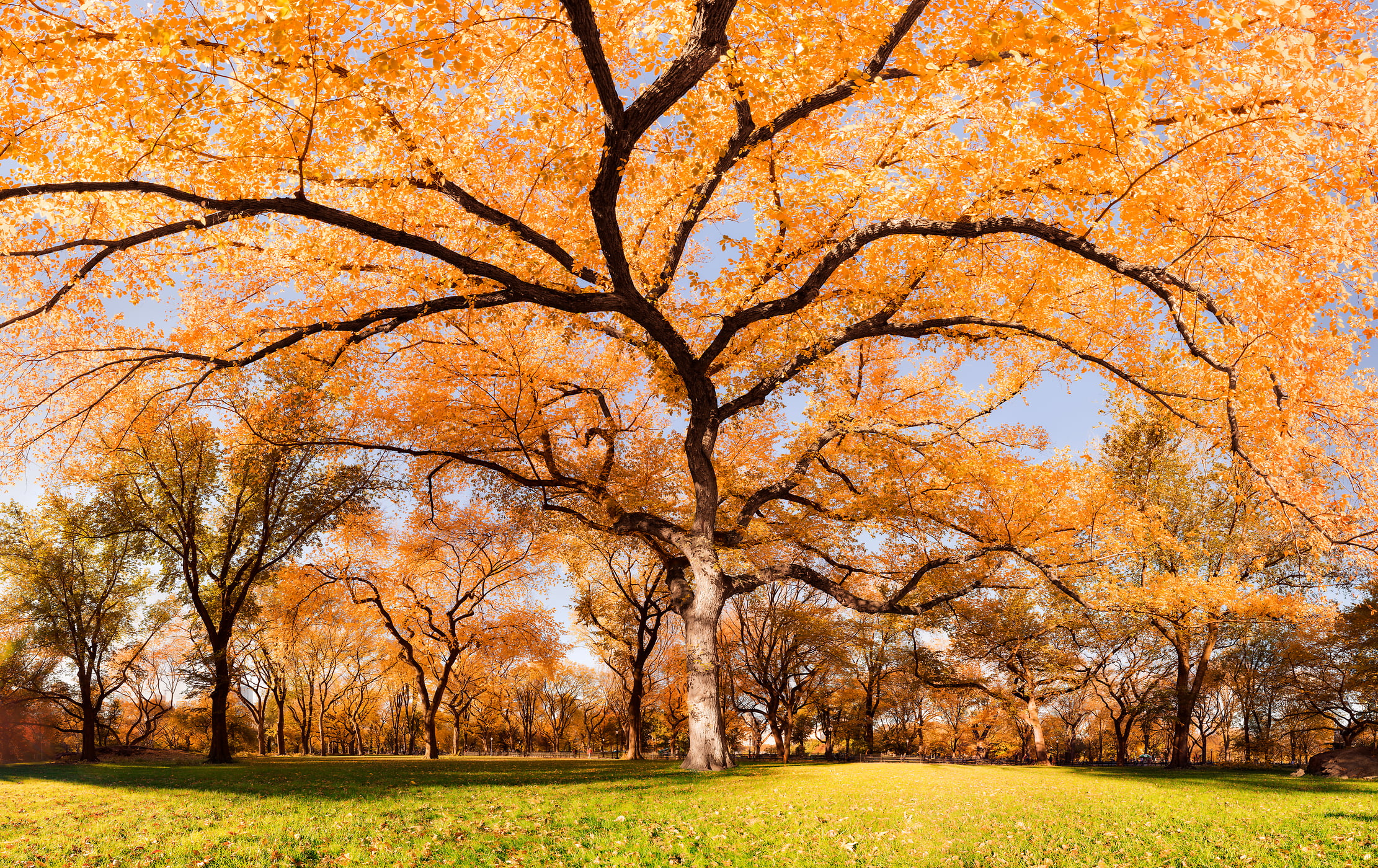 2,139 megapixels! A very high resolution, HD large-format VAST photo print of autumn foliage on an American Elm Tree on The Mall in Central Park, NYC; created by Dan Piech
