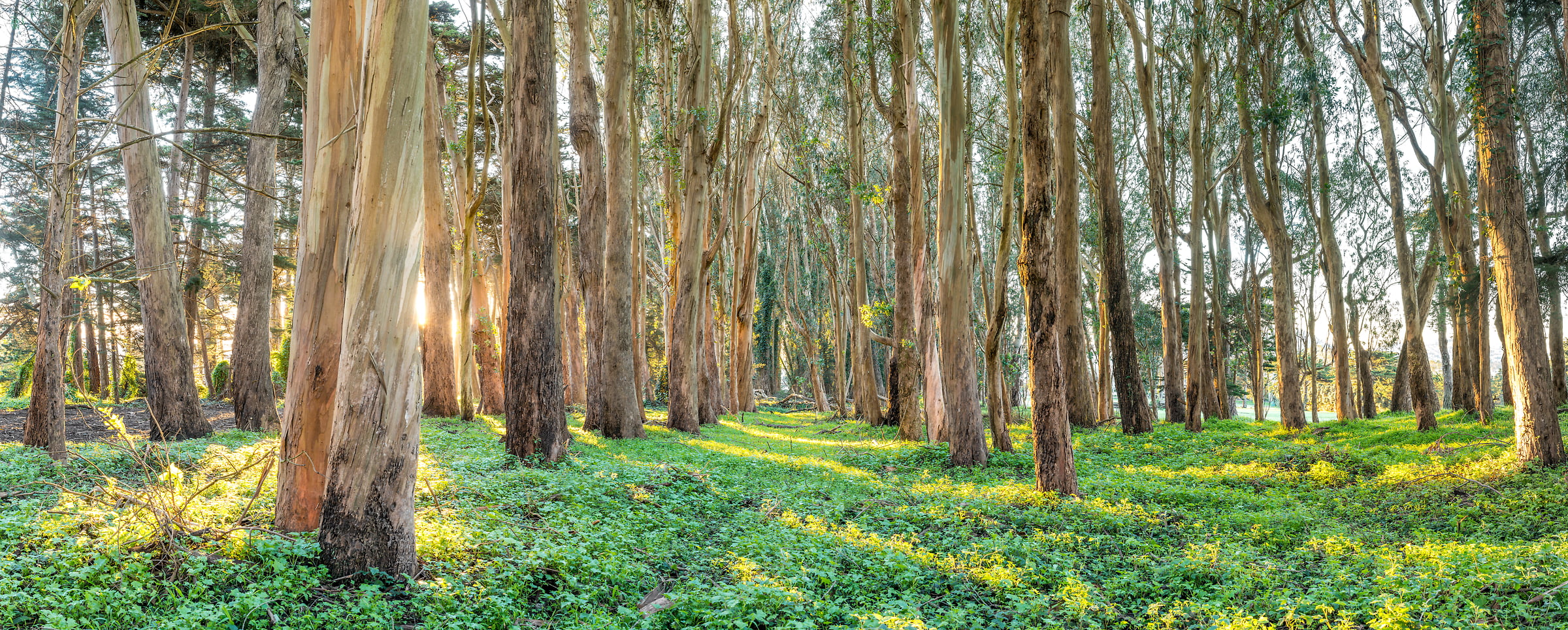 369 megapixels! A very high resolution, large-format VAST photo print of eucalyptus trees in the Presidio of San Francisco; fine art nature photo created by Justin Katz in California