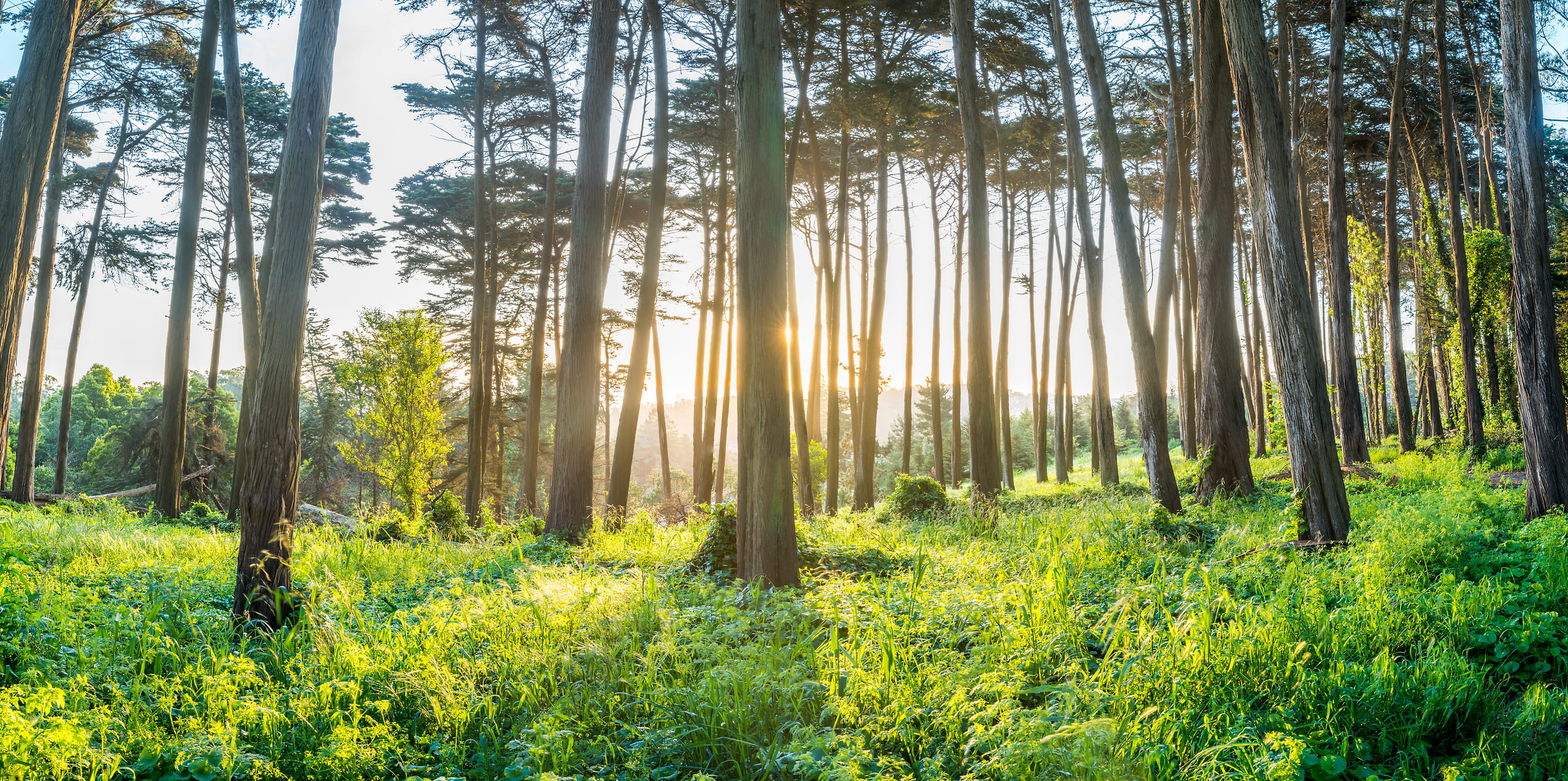 Kemiker lige ud Gå op og ned High Resolution Nature Sunrise Photos: San Francisco Presidio - VAST