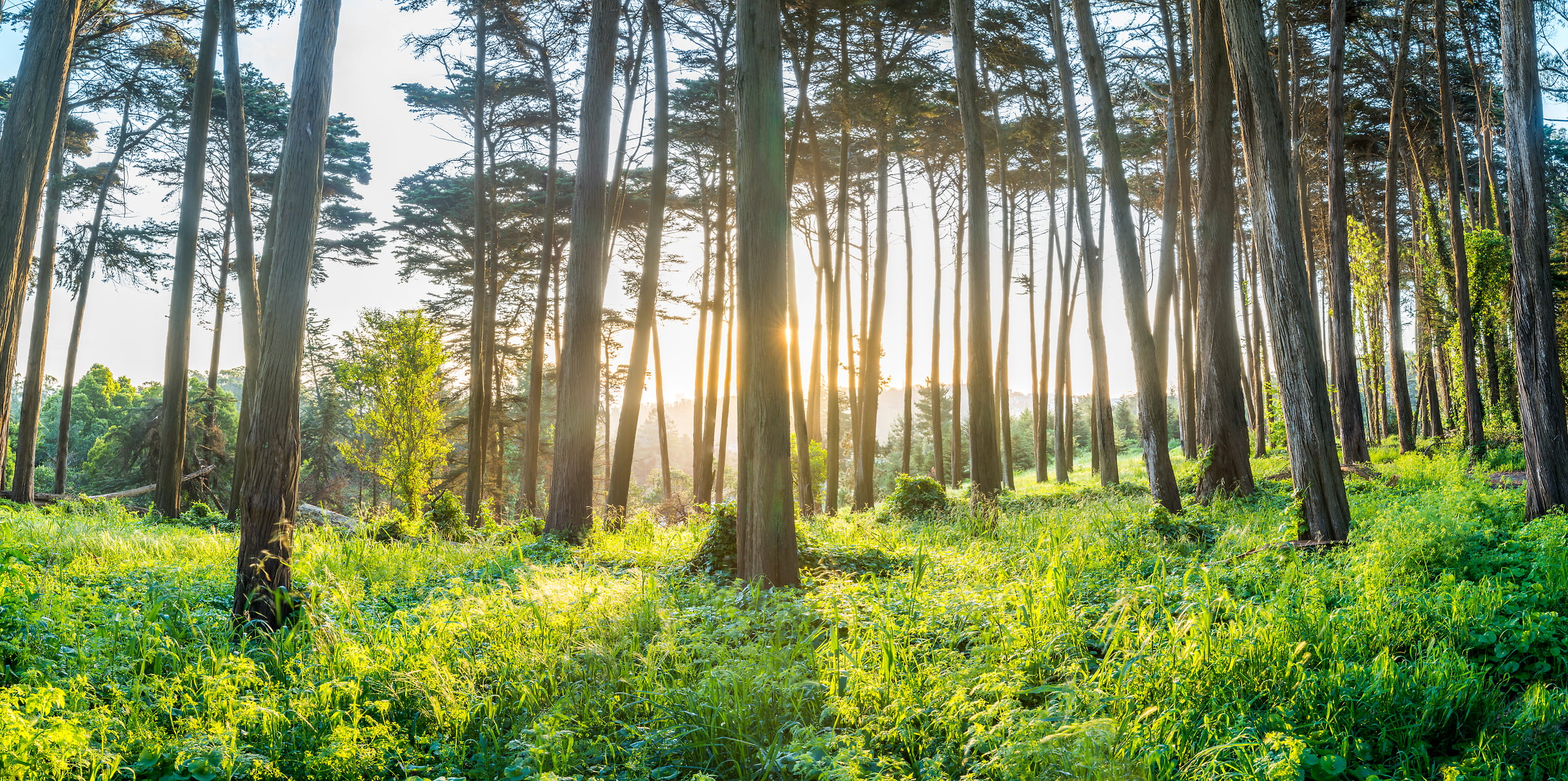 285 megapixels! A very high resolution, large-format VAST photo print of trees in the Presidio of San Francisco at sunrise; fine art nature photo created by Justin Katz in California.