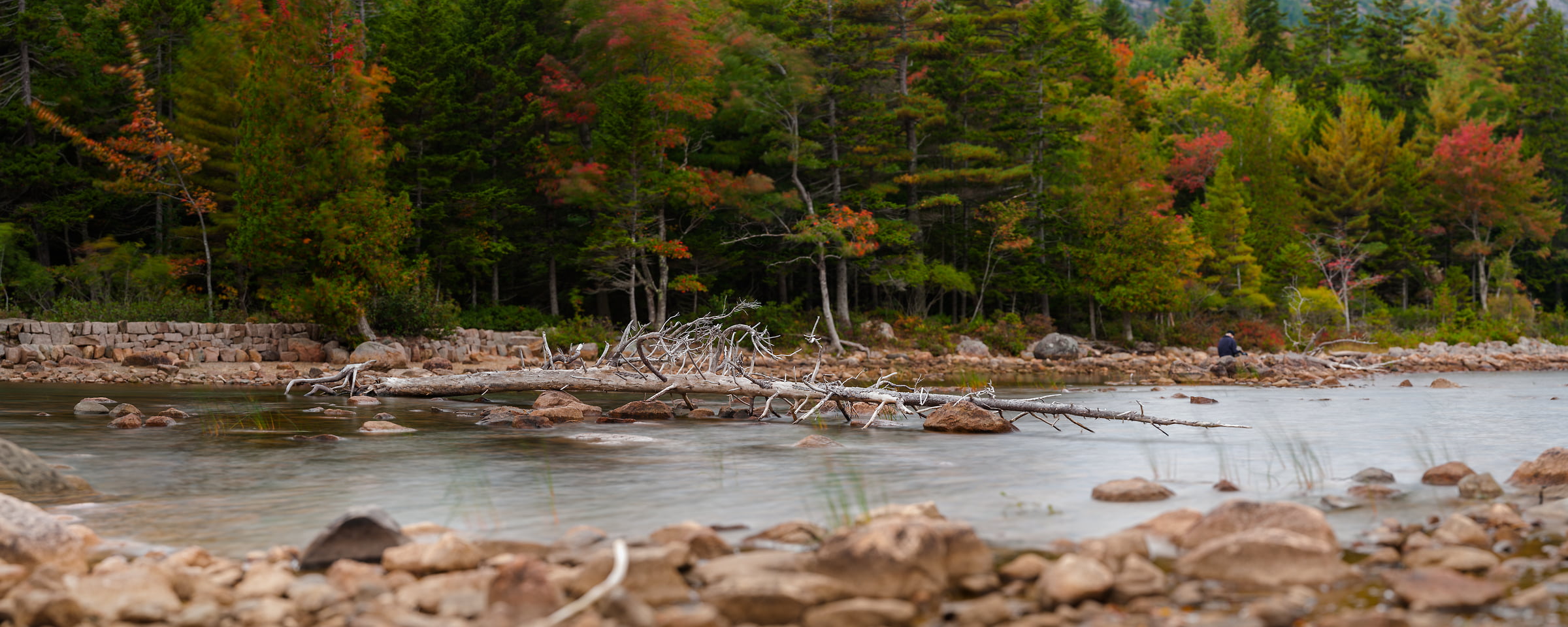 178 megapixels! A very high resolution, large-format VAST photo of driftwood in Jordan Pond in Acadia National Park; fine art photograph created by Aaron Priest in Maine, New England.