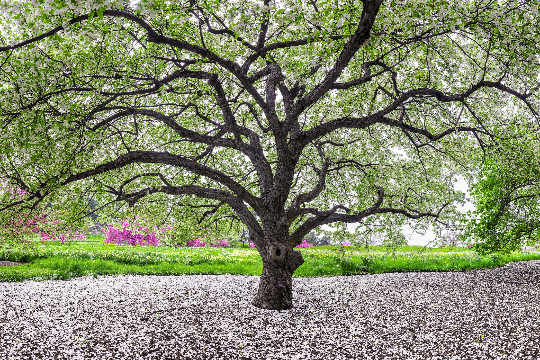 Spring Trees & Blossoms: High-Res Fine Art Nature Photos - VAST