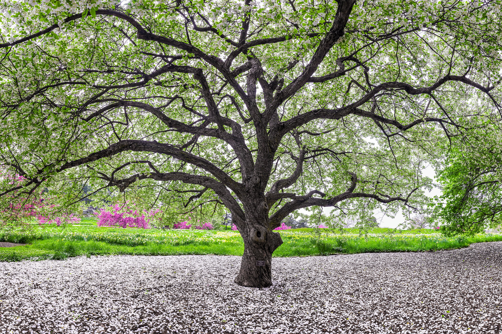 874 megapixels! A very high resolution, large-format VAST photo of a crabapple tree blooming in spring with blossom petals on the ground; fine art photograph created by Dan Piech in the New York Botanical Garden, New York City.