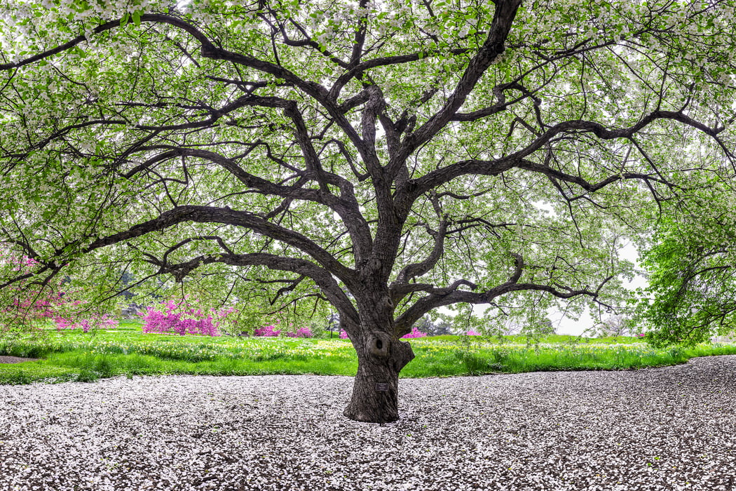 Tree In Jpg Format Trees/Forests: High resolution photos & prints - VAST