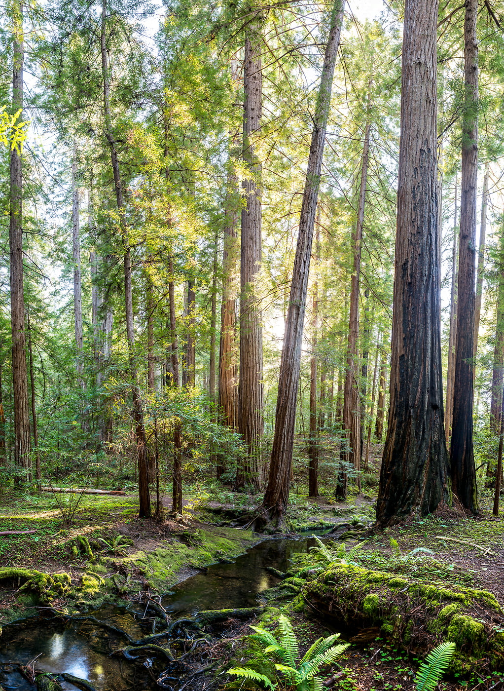 604 megapixels! A very high resolution, large-format VAST photo of a redwood forest with a creek; fine art nature photo created by Justin Katz in Montgomery Woods State Reserve, California.
