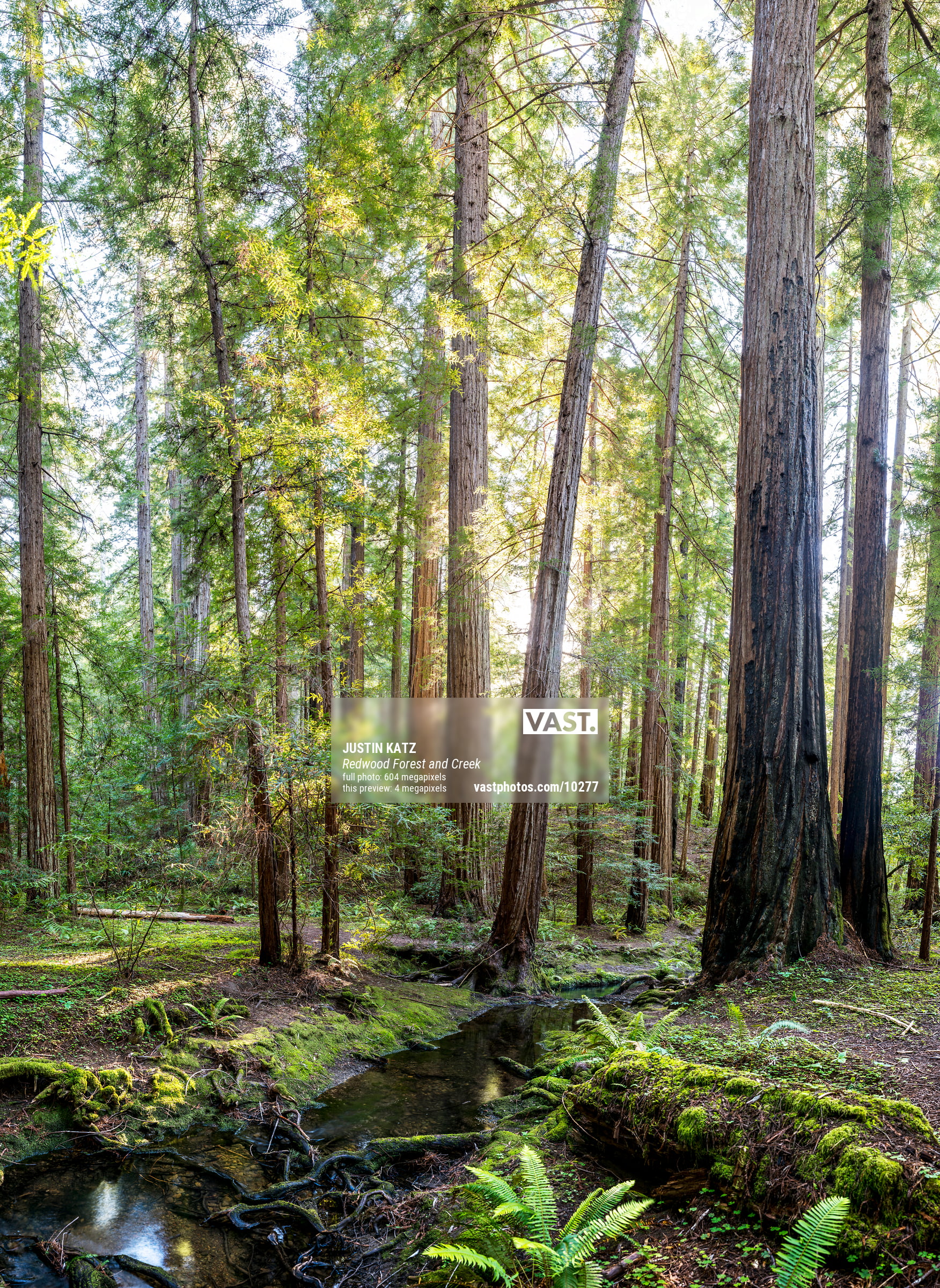 https://vastphotos.com/files/uploads/photos/10277/forest-with-creek-vast-xl.jpg?v=20220712073521