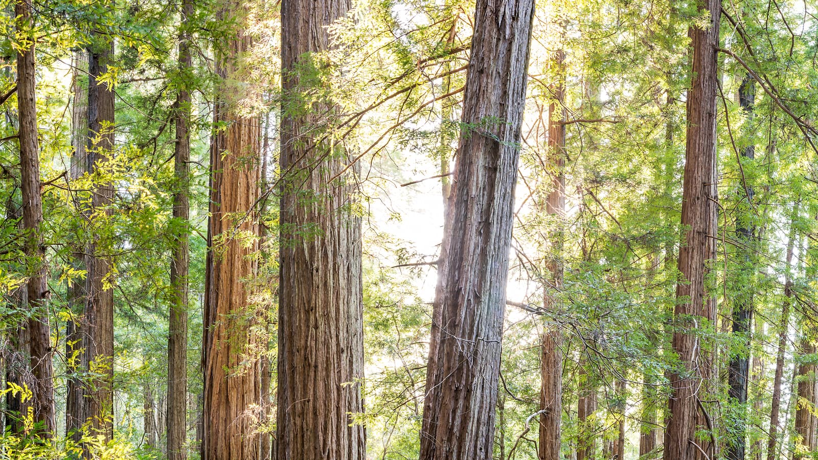 Redwood Forest And Creek: High Resolution Nature Photo Prints - VAST