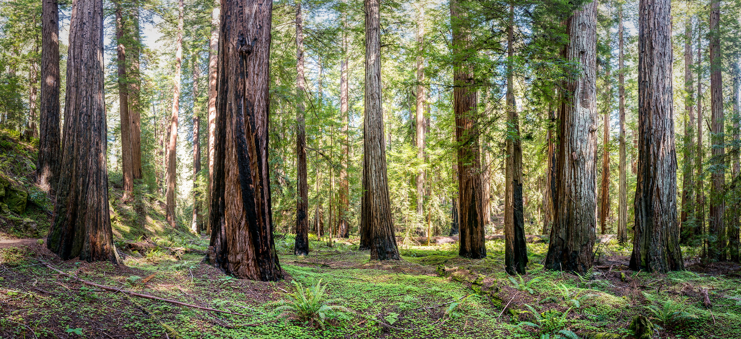 632 megapixels! A very high resolution, large-format VAST photo of a redwood forest; fine art nature photo created by Justin Katz in Montgomery Woods State Reserve, California.