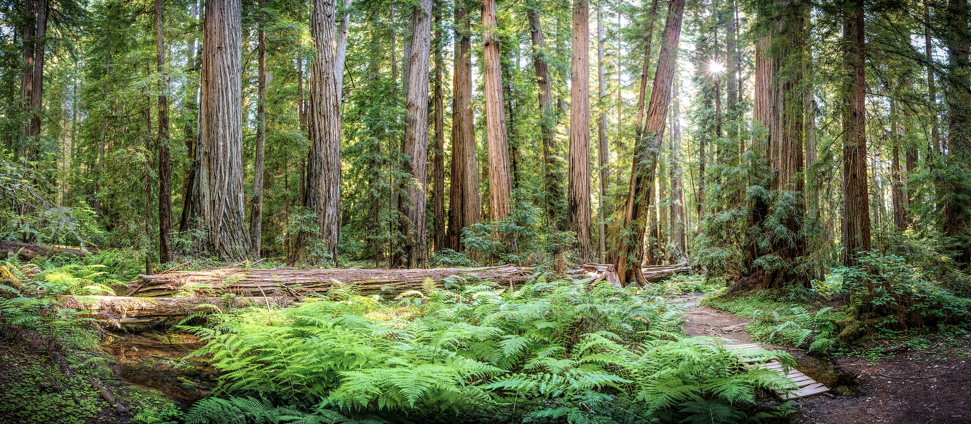 Forests & Trees: Fine Art Nature Photos & Large Format Prints - VAST