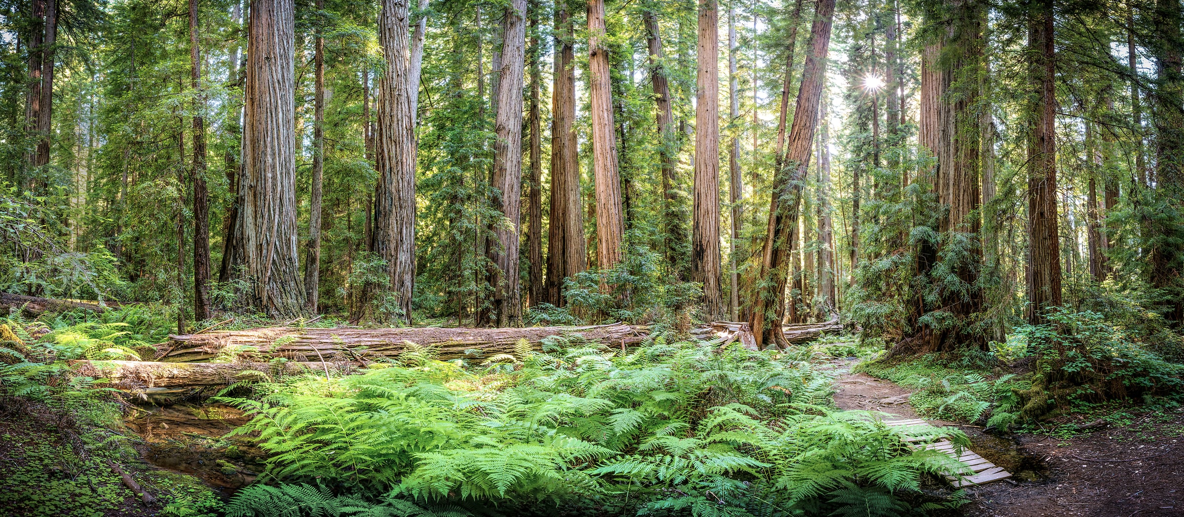 536 megapixels! A very high resolution, large-format VAST photo of a redwood forest with ferns and a creek; fine art nature photo created by Justin Katz in Montgomery Woods State Reserve, California.