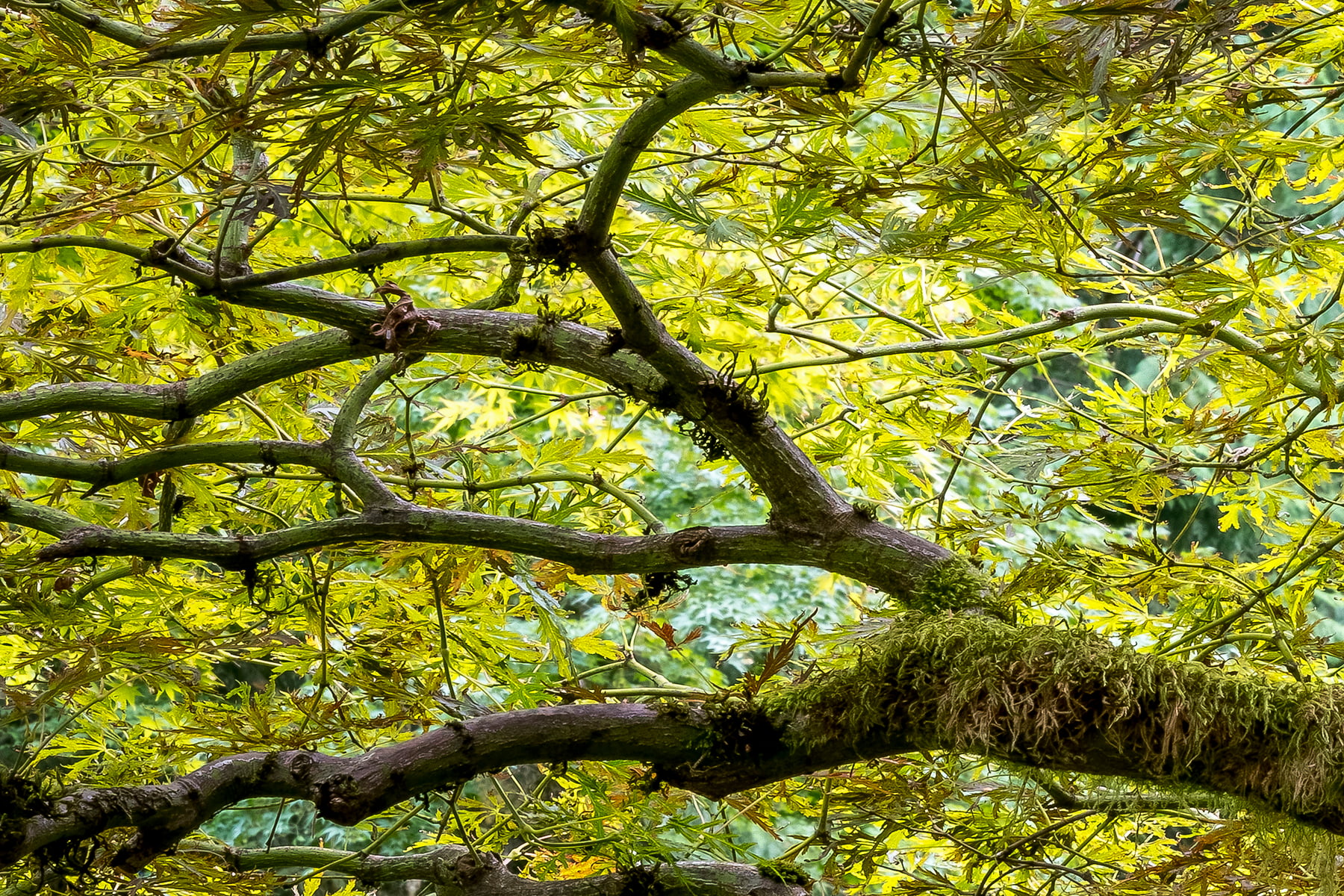 High Resolution Tree Photos & Prints - VAST