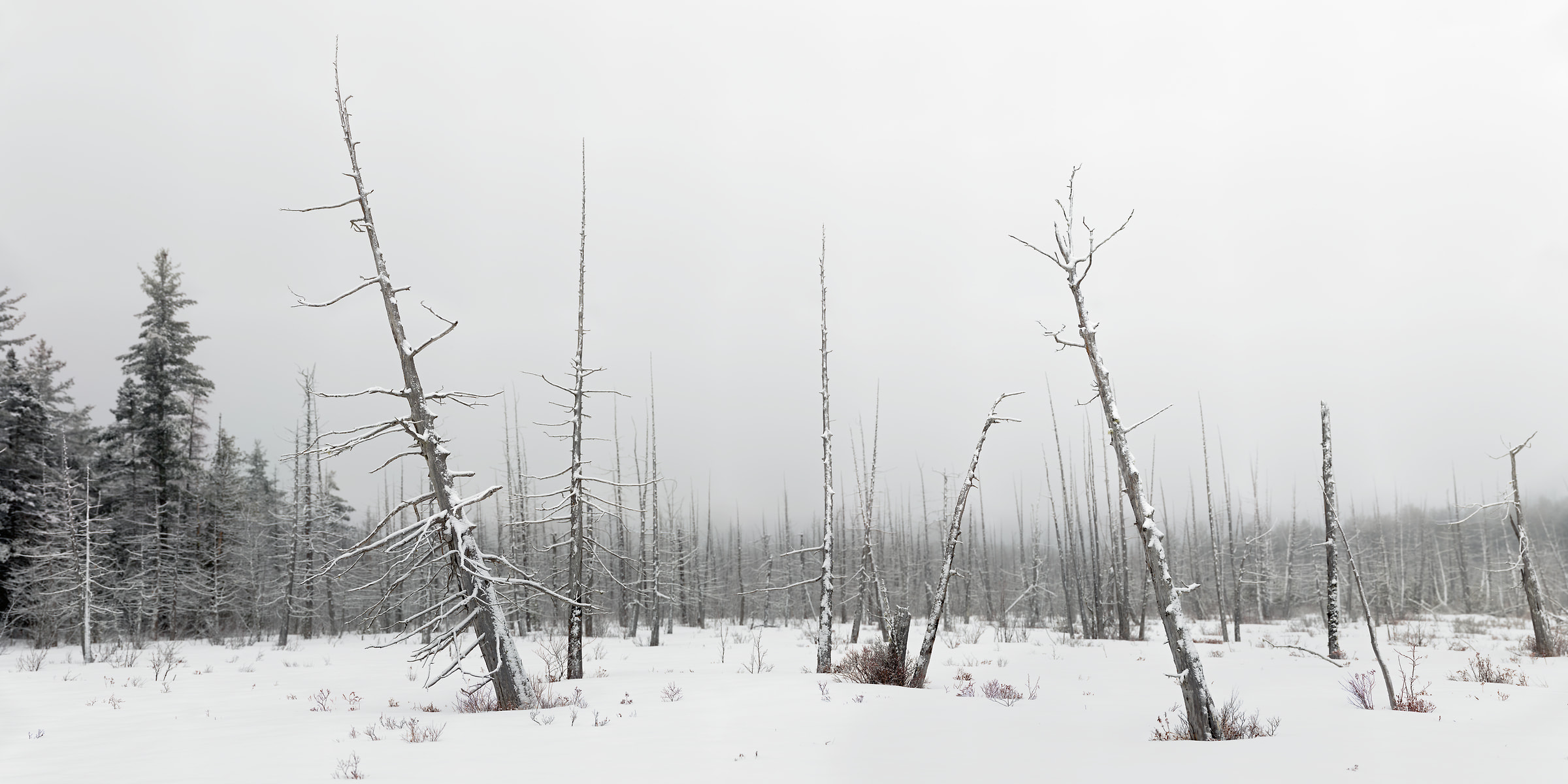 1,242 megapixels! A very high resolution, large-format photo print of a winter forest scene with barren trees; fine art nature photograph created by Aaron Priest on Golden Road in Millinocket, Maine
