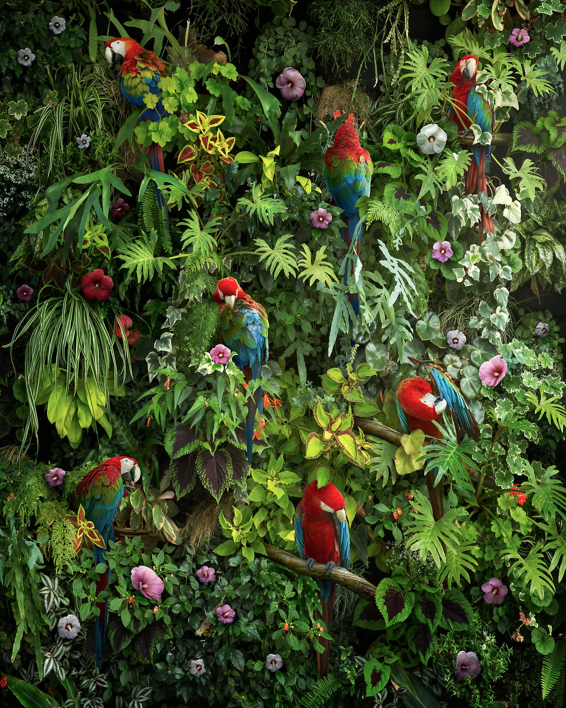 180 megapixels! A very high resolution photographic artwork of a living wall with foliage, flowers, plants, greenery, ferns, parrots, macaws and birds; artwork created by artist Nick Pedersen.