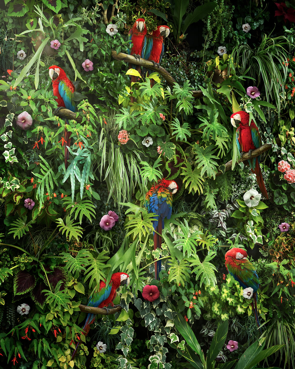 180 megapixels! A very high resolution nature artwork of a living wall with foliage, flowers, plants, greenery, ferns, parrots, macaws and birds; artwork created by artist Nick Pedersen