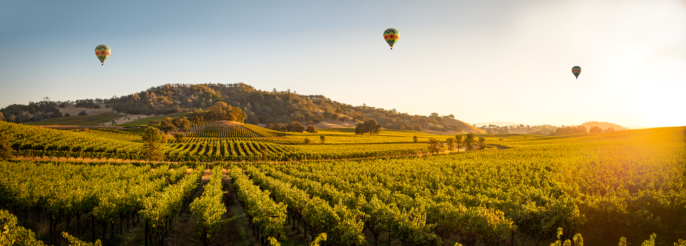 230 megapixels! A very high resolution, large-format VAST photo of a Napa Valley vineyard with hot air balloons and sunlight; landscape photo created by Justin Katz in Pope Valley, Napa Valley, California.