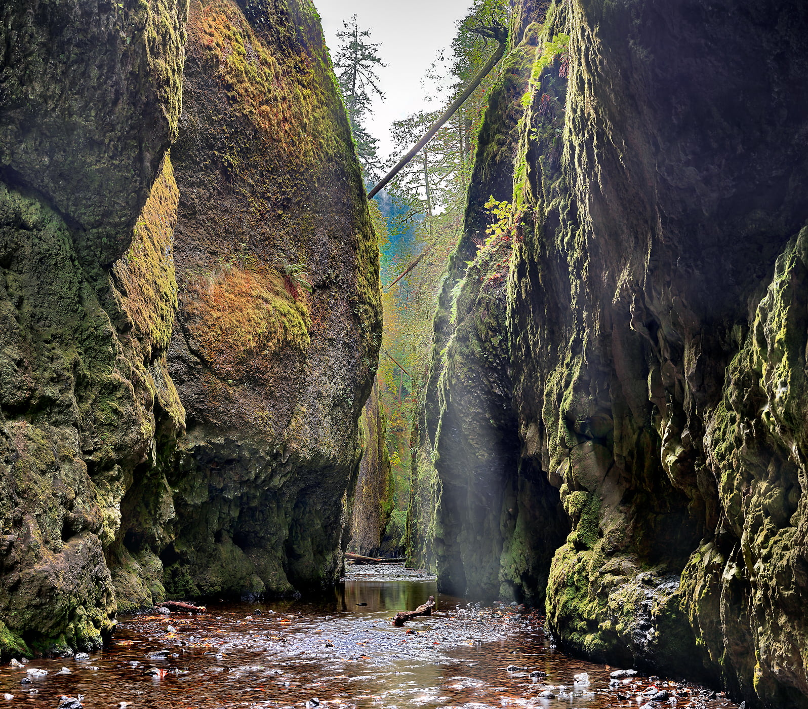 244 megapixels! A very high resolution nature photo of a hidden forest; VAST photo created by Phil Crawshay in Oneonta Gorge, Portland, Oregon