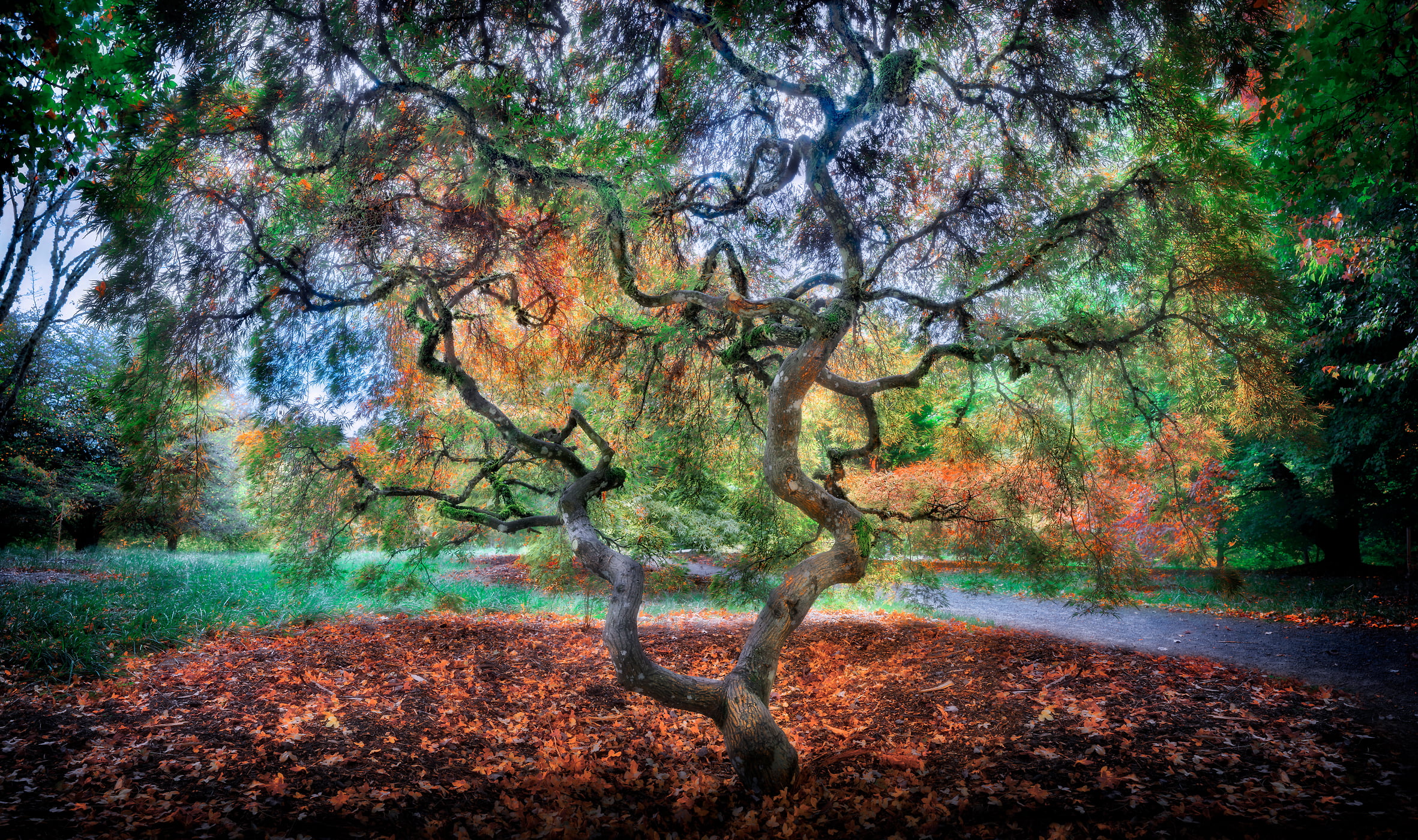 Photos of Colorful Trees - VAST