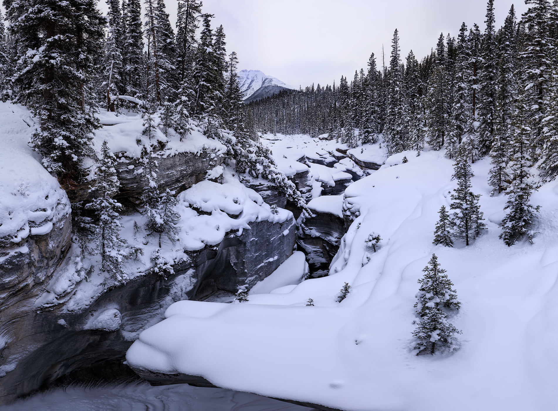 1,148 megapixels! A very high resolution, large-format VAST photo print of a snowy winter scene with evergreen trees coated in fresh snow; fine art nature photograph created by Scott Dimond in Mistaya Canyon, Banff National Park, Alberta, Canada